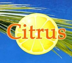 Студия фитнеса и танца «Citrus»